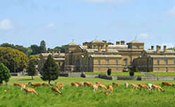 Deer grazing in the fields in front of Holkham Hall in Norfolk