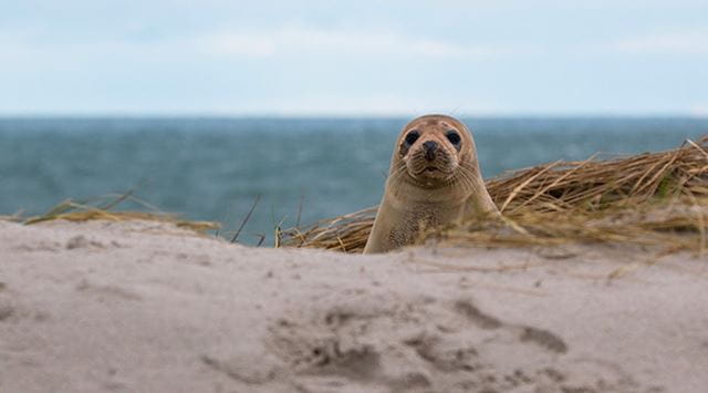 a seal looking at the camera on a beach