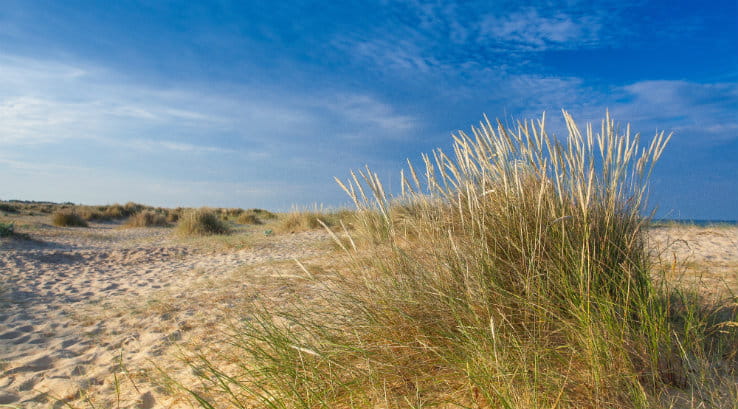 sand dunes and grass