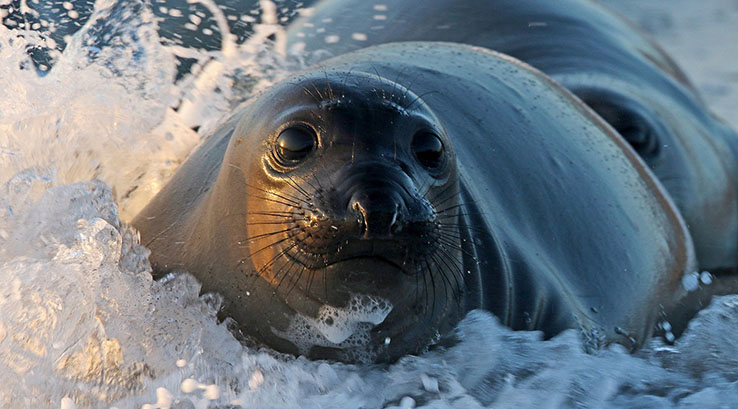 seal coming ashore