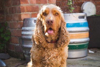Dog looking at the camera