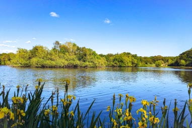 Epping forest in the sun