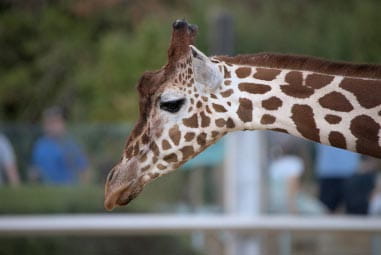 Giraffe at Colchester Zoo