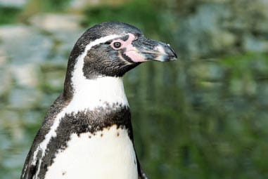 Penguin at Southend's Sealife adventure 