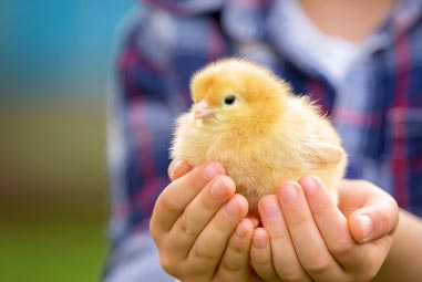 Baby chick in hands