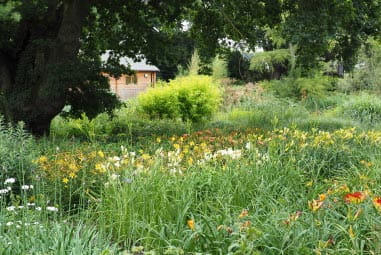 Fields of flowers