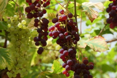 Red grapes growing on a tree
