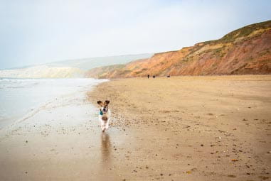 Dog walking along the beach