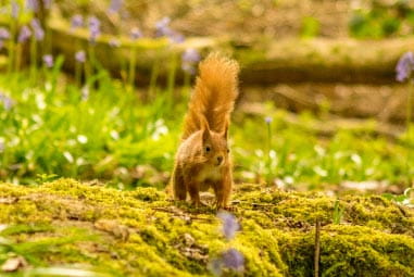 Squirrel at Red Squirrel Trail