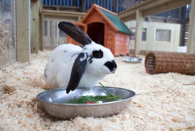 White and black bunny rabbit eating