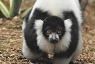 Lemur at the zoo