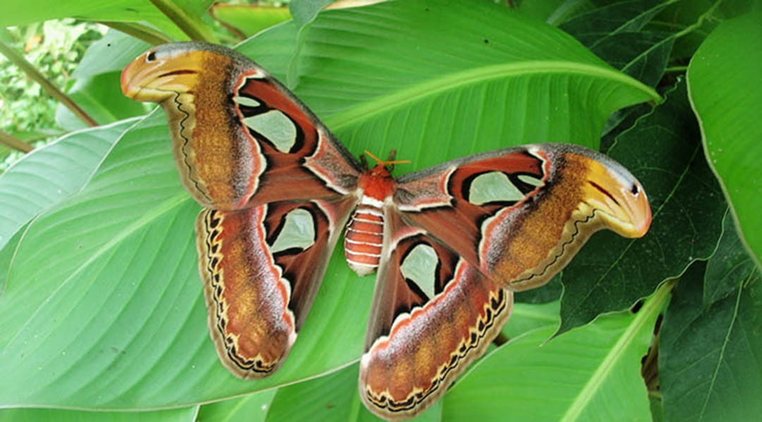 A butterfly resting on a leaf at Butterfly World