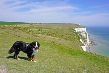 Dog on a scenic cliff walk