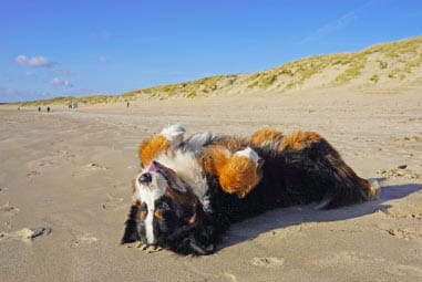 Dog laying on back at Camber Sands