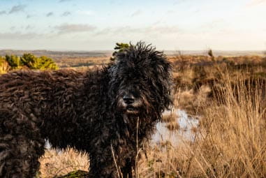 Black curly haired dog walking through Ashdown Forest