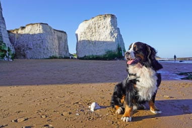 Dog sat down on Botany Bay beach