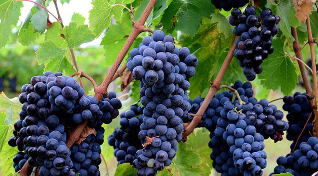 Bunches of red grapes hanging on a leafy vine at The Chapel Down Winery