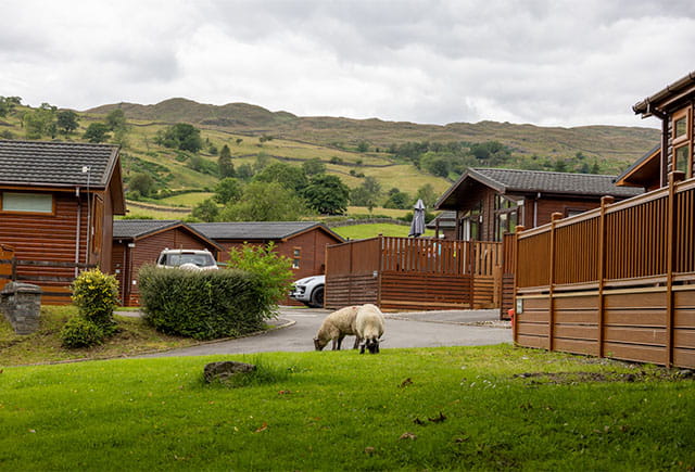 Spring lambs roaming a Parkdean Resorts holiday park in the Lake District