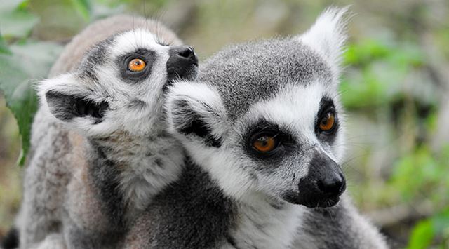 A baby lemur on its mother's back