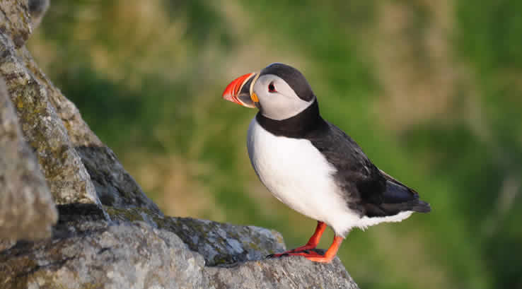 A puffin on a rock at The Farne Islands