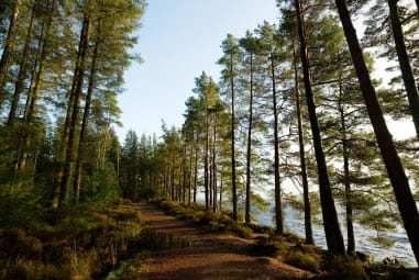 Kielder Forest trails