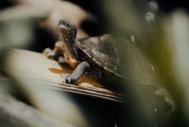Turtle at Northumberland Country Zoo