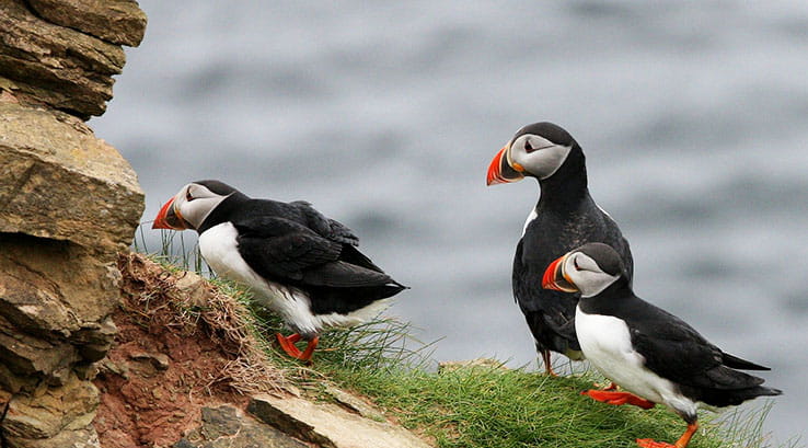 Three Puffins on a cliff