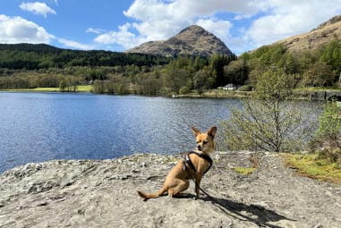 Dog sitting next to Loch Lomond