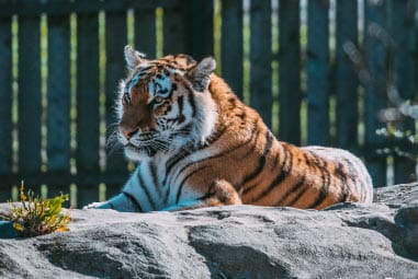 Tiger at Blair Drummond Safari Park