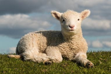 Lamb at Heads of Ayr Farm Park