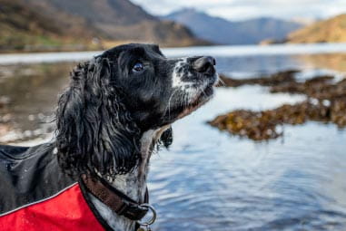 Dog stood in lake in Scotland