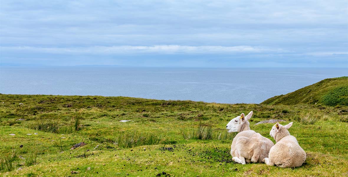 Spring lambs sitting in the grass overlooking the coast in Scotland