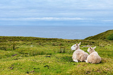 Spring lambs sitting in the grass overlooking the coast in Scotland