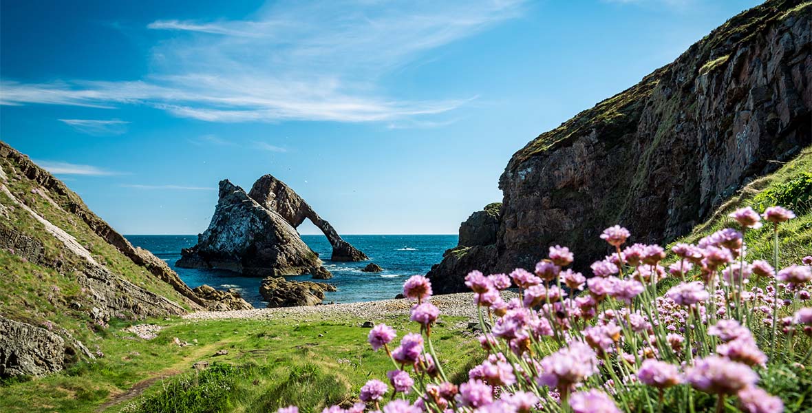 Spring flowers with a dramatic scene of the Scottish coast in the background