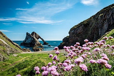 Spring flowers with a dramatic scene of the Scottish coast in the background