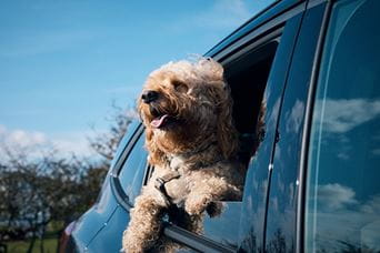 A dog hanging its head out of a car window