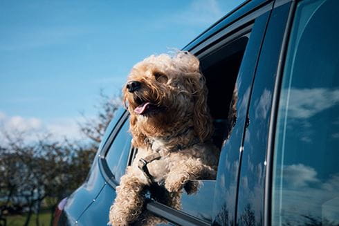 A dog hanging its head out of a car window