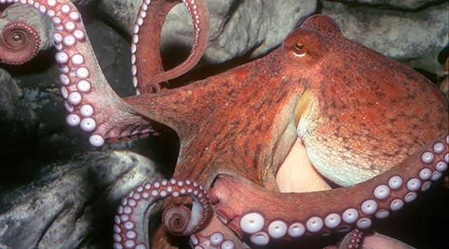 An octopus waving its tentacles in front of rocks