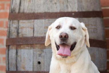 Close up of labrador panting