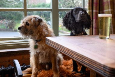 Border terrier and cocker spaniel sat at a table