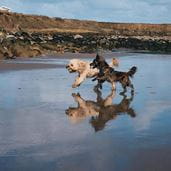Dogs running on beach