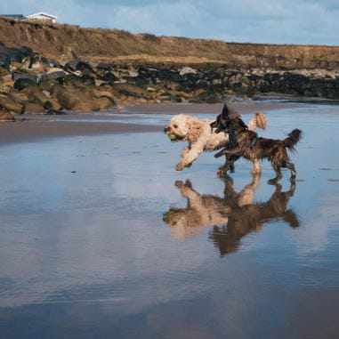 Dogs running in the sea