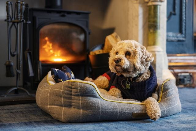 A dog sitting by a fire