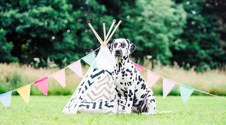 A Dalmatian sat in front of a small teepee