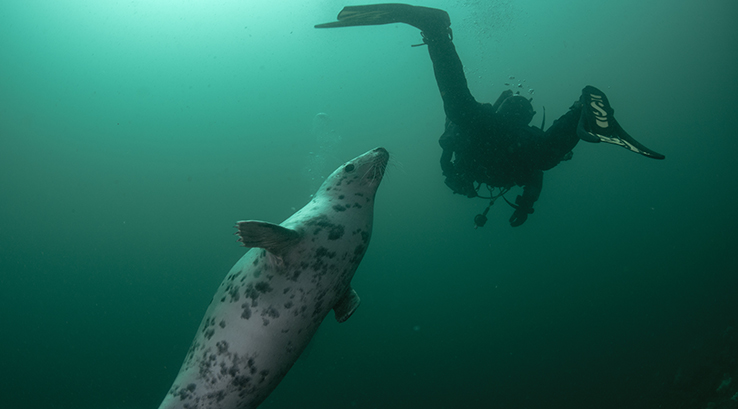 A person scuba diving next to a seal