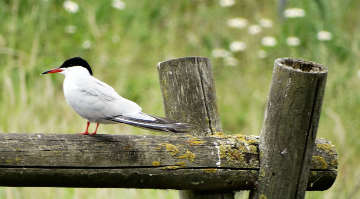 A common tern sitting on a fence at Dungeness National Nature Reserve
