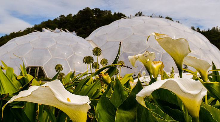 Biomes and flowers at the Eden Project