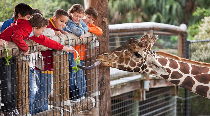 Children looking at giraffes at a zoo