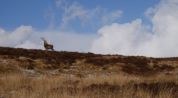 A deer in the distance in the Scottish Highlands