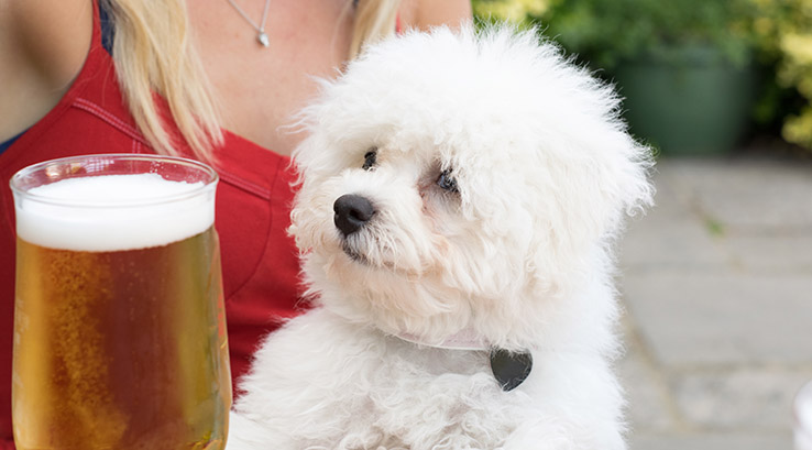dog in a beer garden